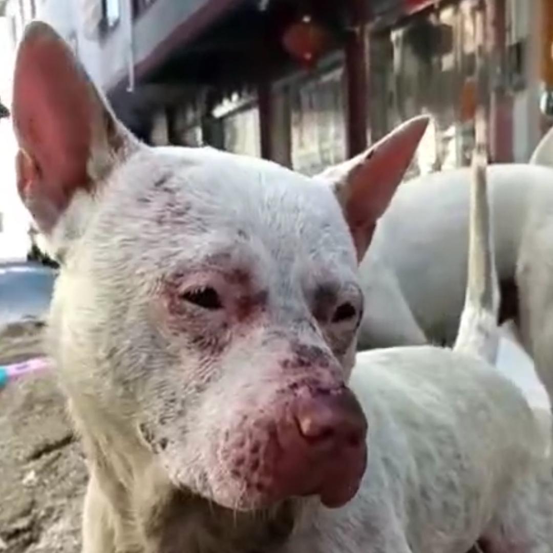 阿伍实战猎犬屋