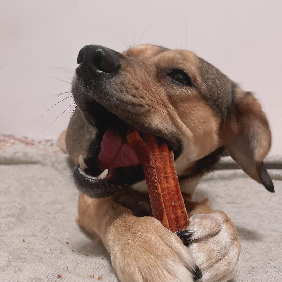 犬心犬意宠物精品店