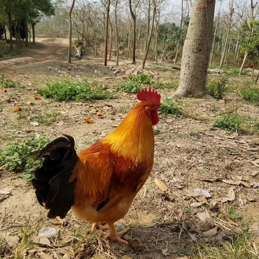 顺鑫海鲜鸡煲官方号
