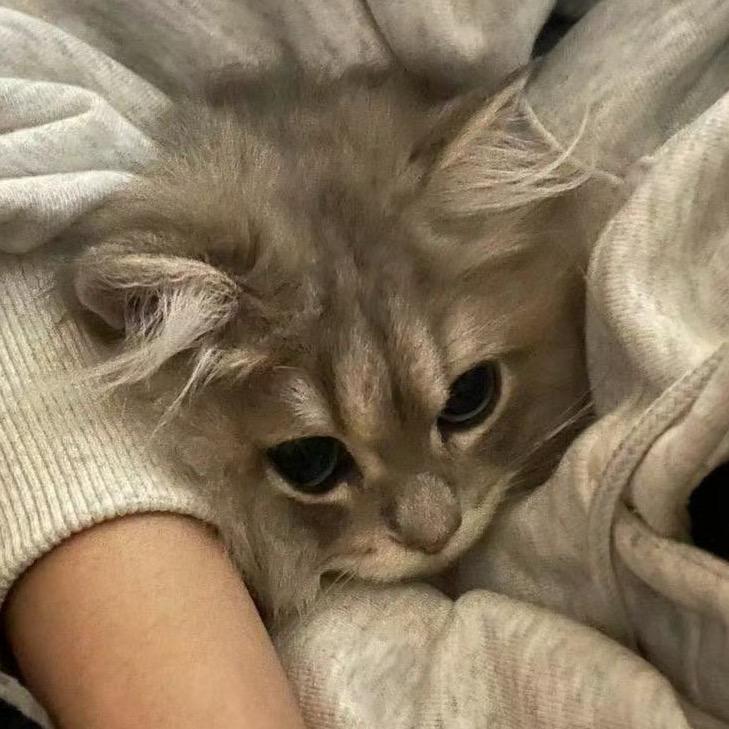 路边的小猫咪（和杨冰怡上海个巡见面版
