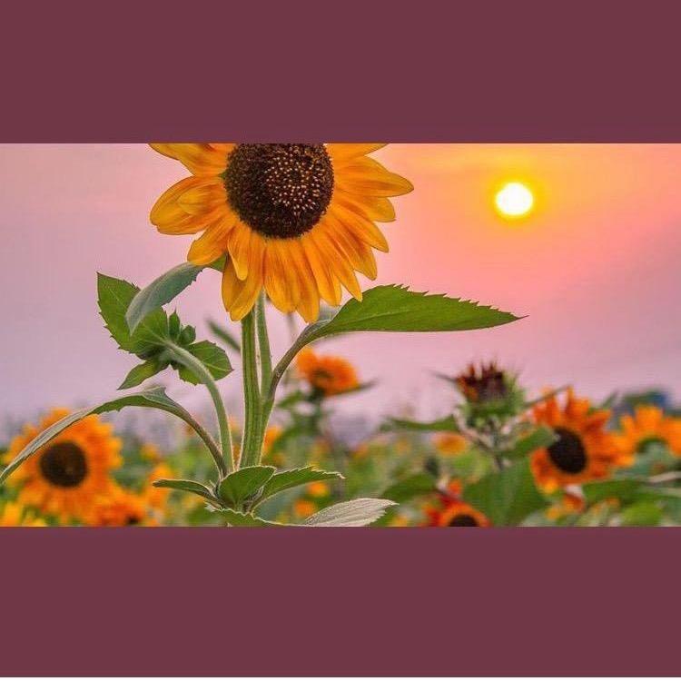 小连🌷好物