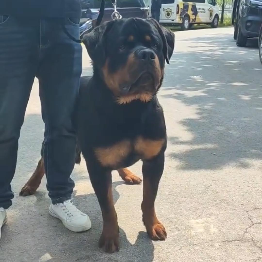 周口&铭顺犬舍 罗威纳