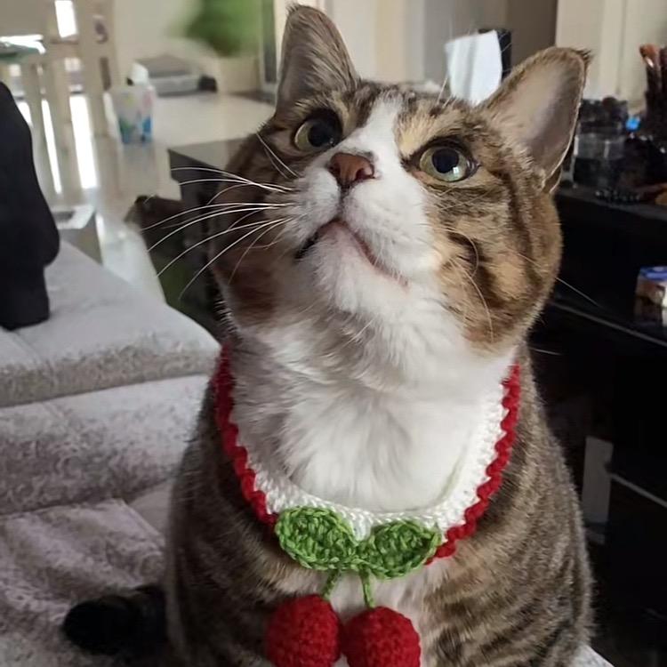 20斤重量级猫咪不定时开播
