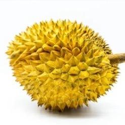 榴莲小炮弹