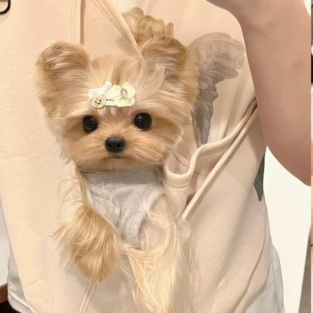 智齿
