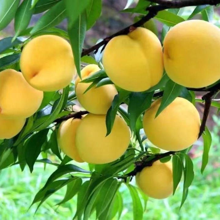 好吃的黄桃吖