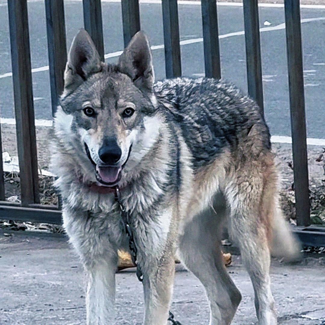 虎芽儿（铲车开饭！）