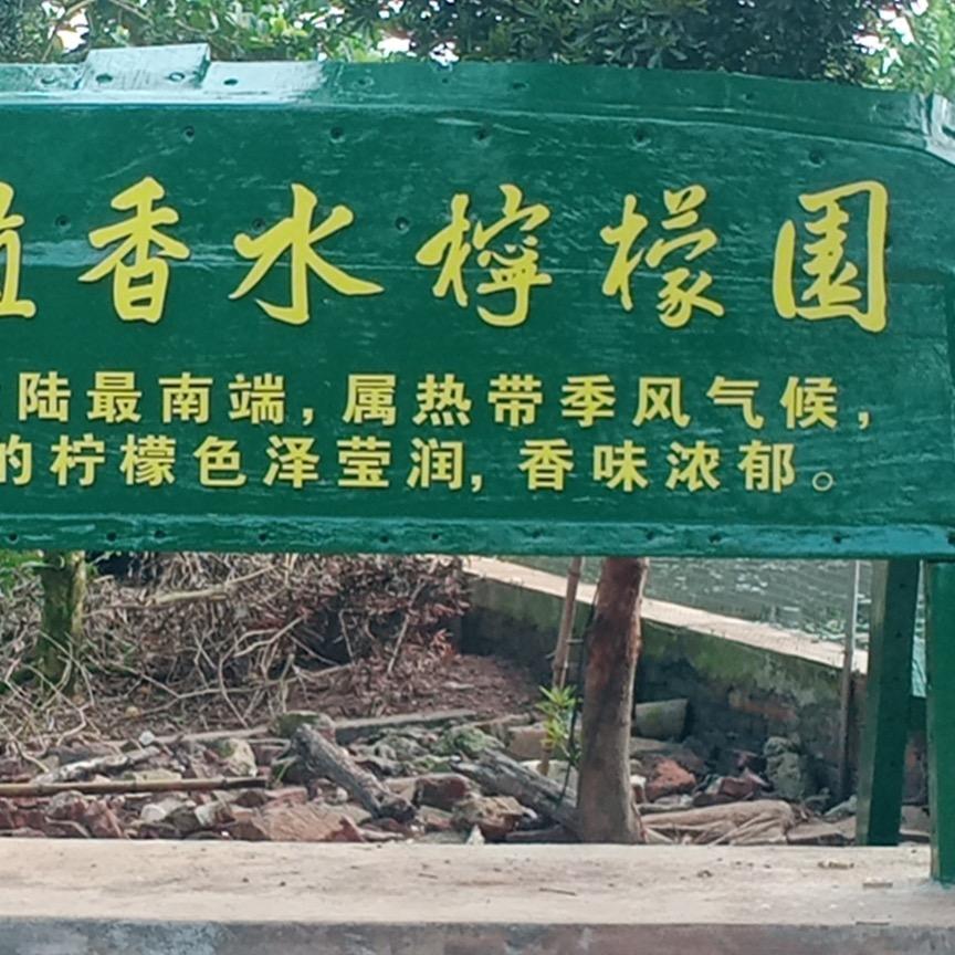 南端香水柠檬