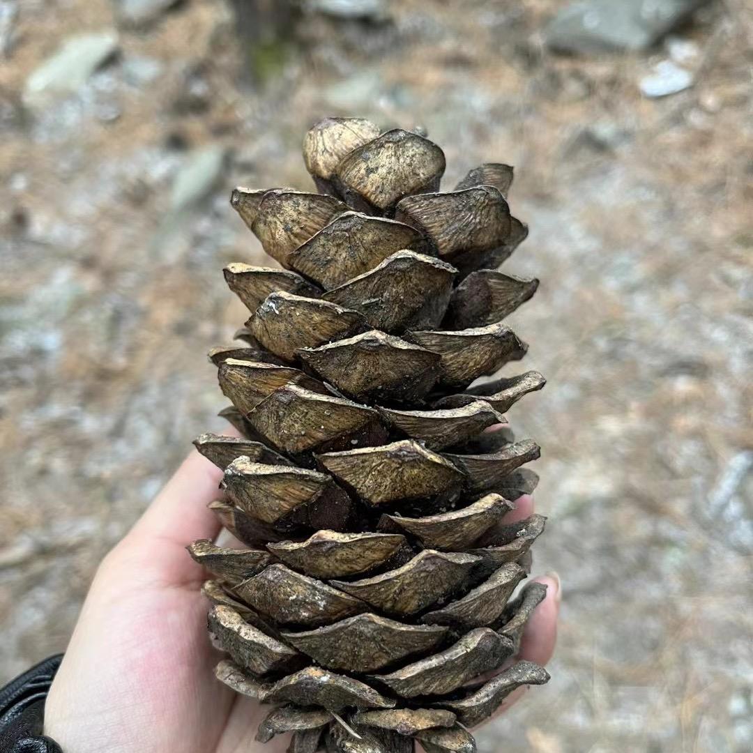 陈桂林