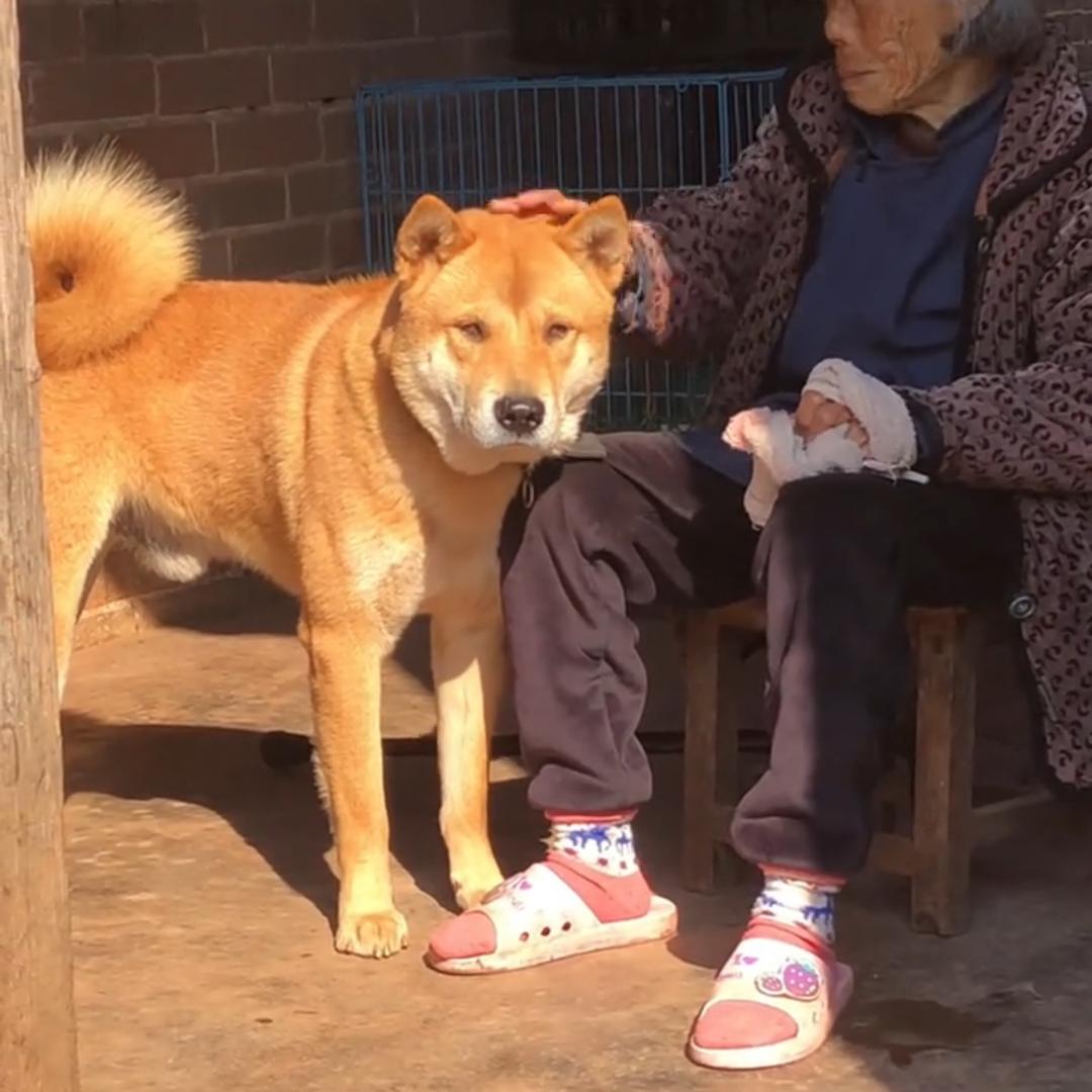家有田园犬qiqiqi