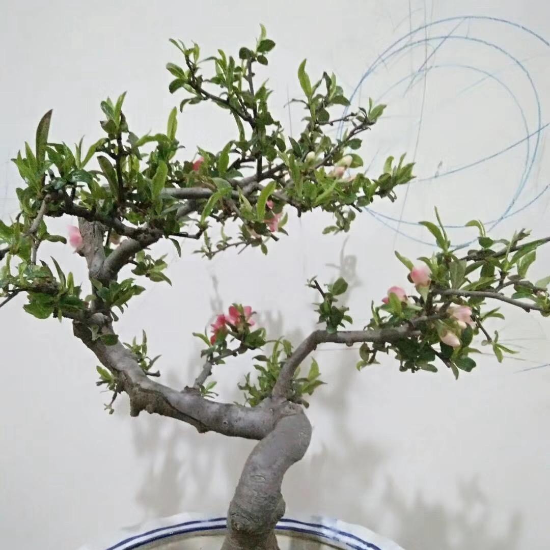 齐鑫绿植盆景园艺