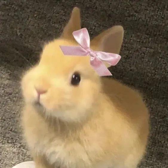 踢兔