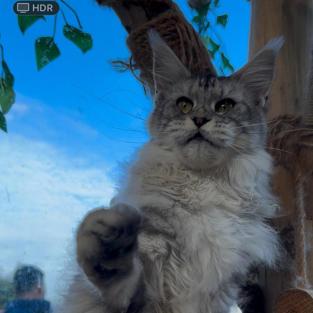 喵小肥猫