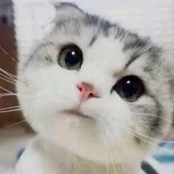 嘟嘟咪