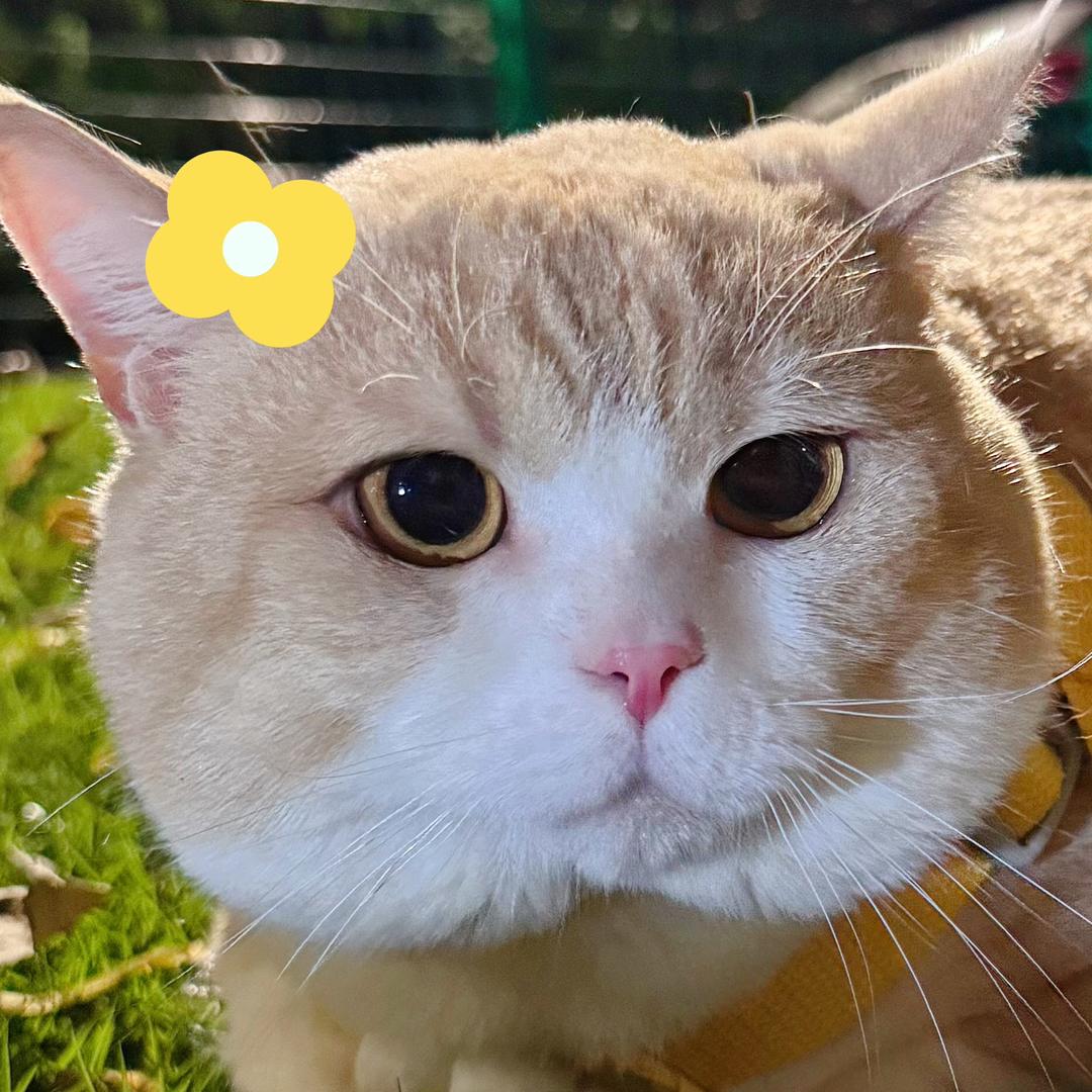 芒芒忙忙
