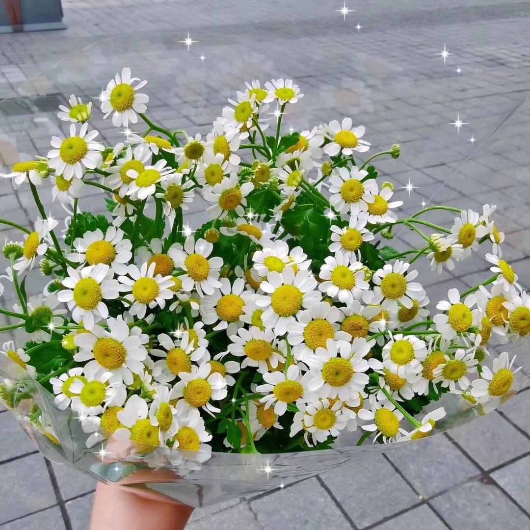 🌸🌼🌷🌹🌺🌻