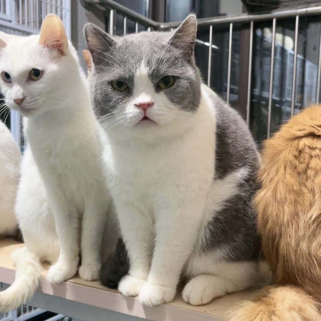 张张猫