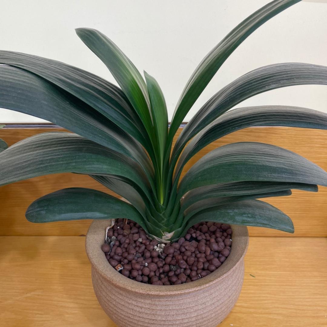 广西三针内衣批发