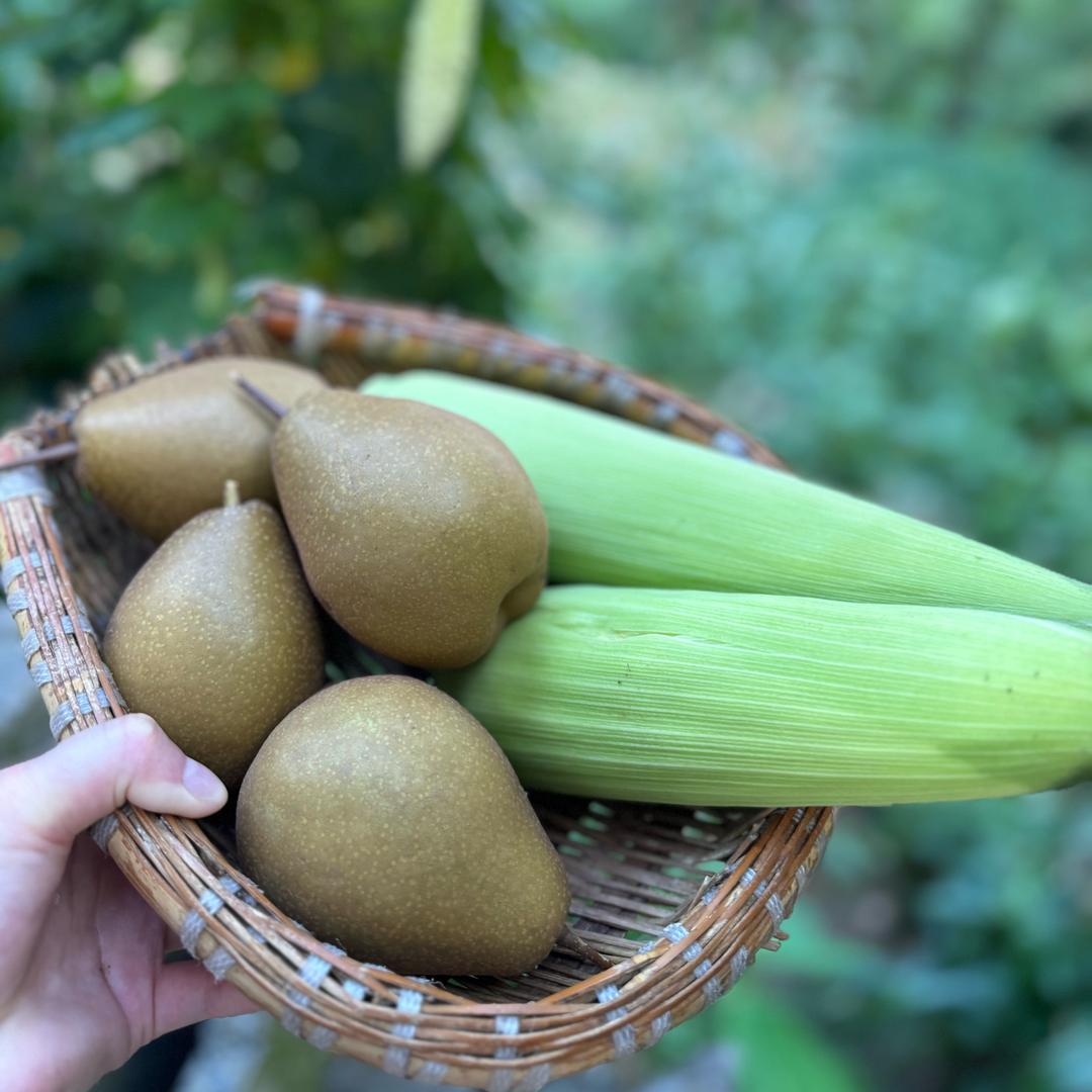 小小的太阳🌞