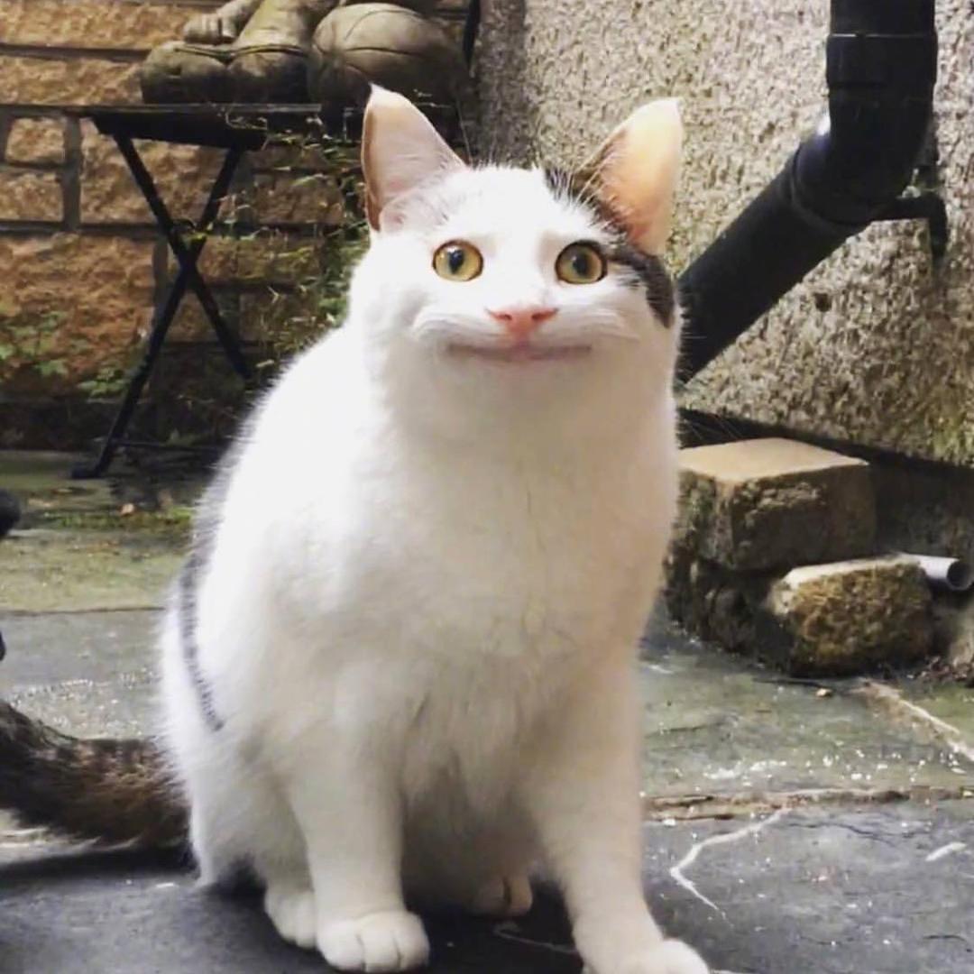 健壮的南瓜