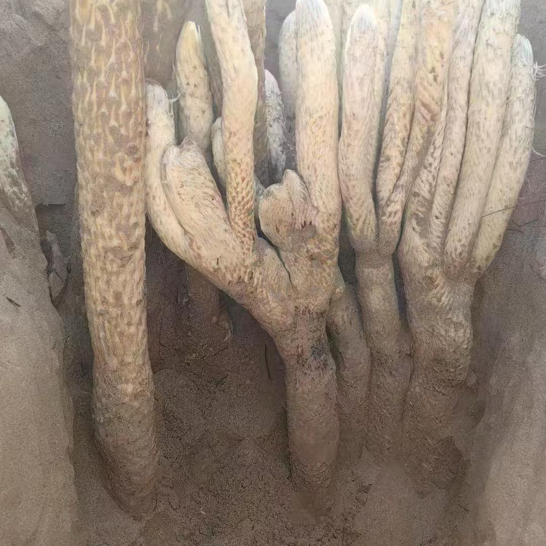 阿拉善苁蓉搬运工