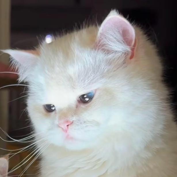李不甜