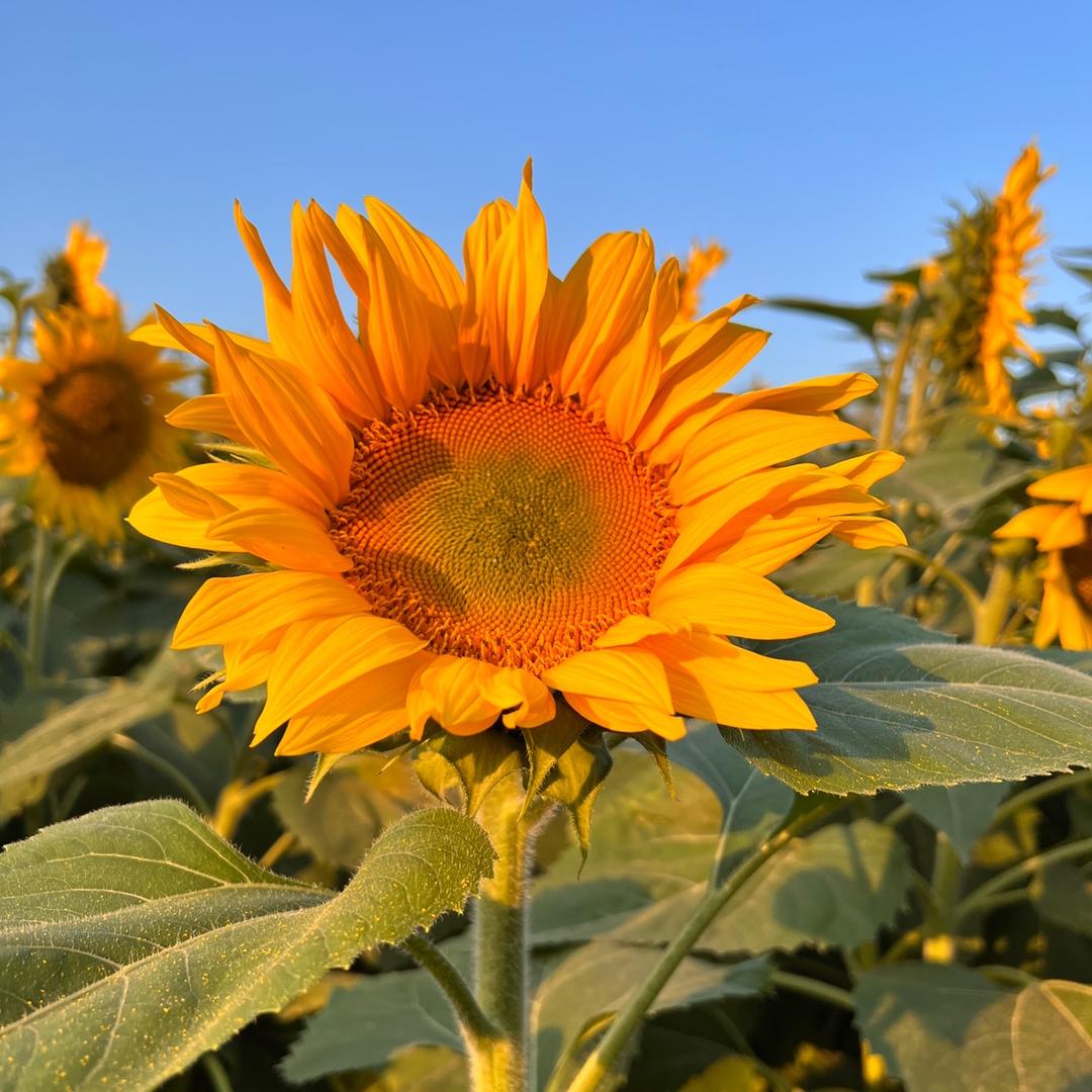 ╭(╯逞笑╰)╮