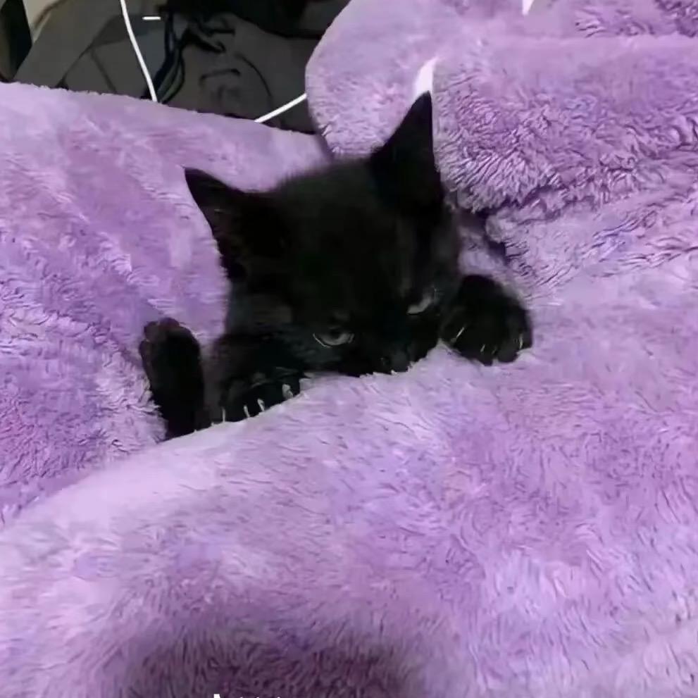 草莓小蛋糕🍰（抢到奇洛李维斯回信亲签版