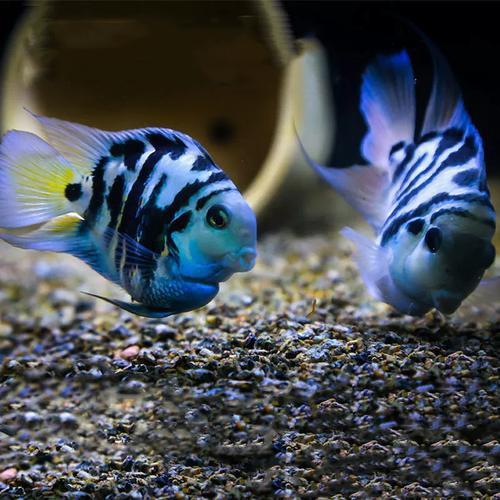 鱼游天下🐟