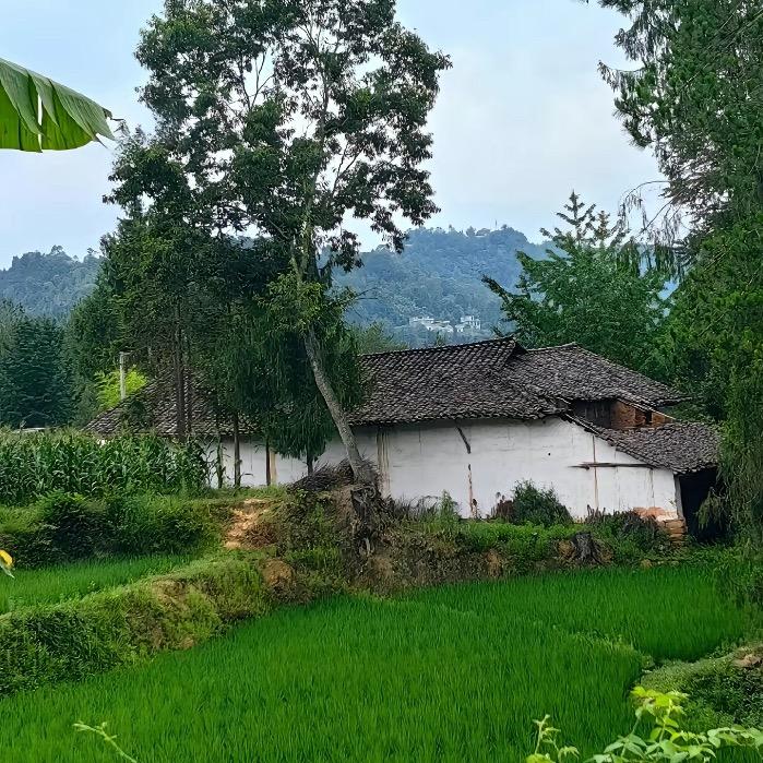 山野本草合作社2号店