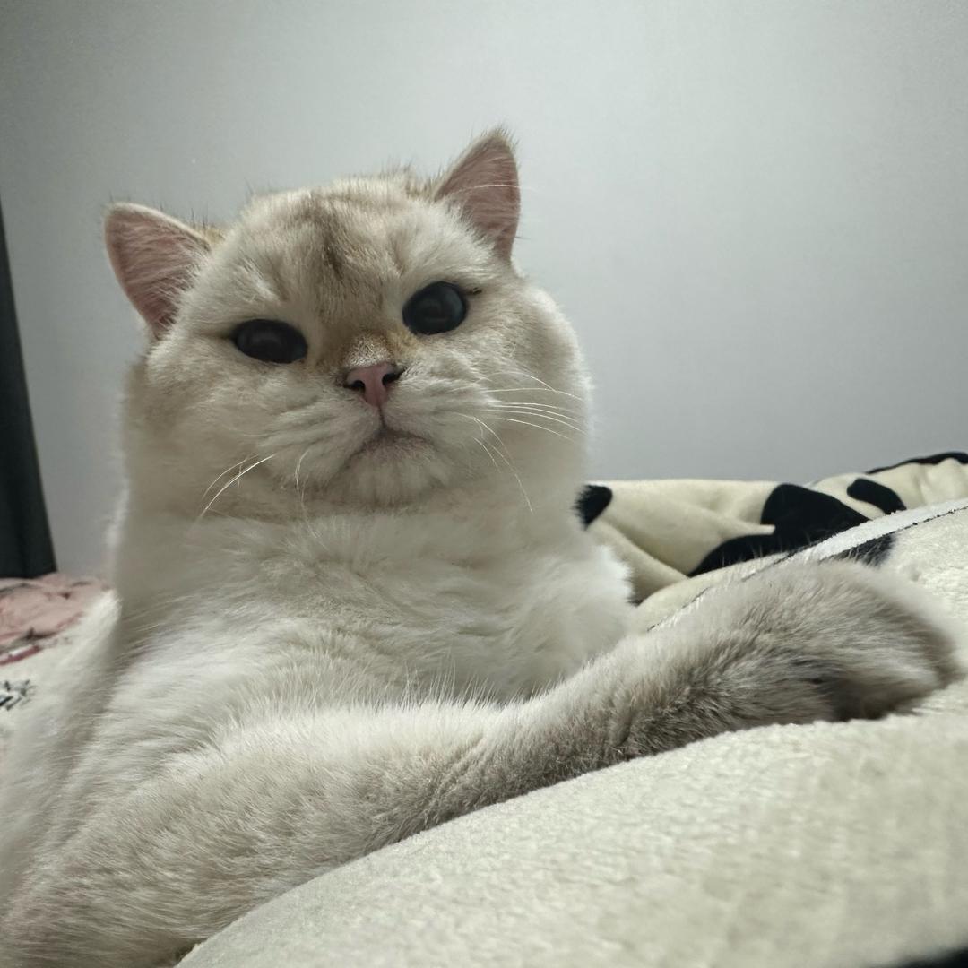 宠食扛把子