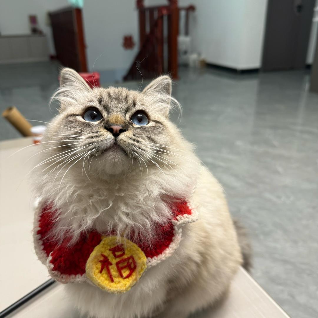 小白