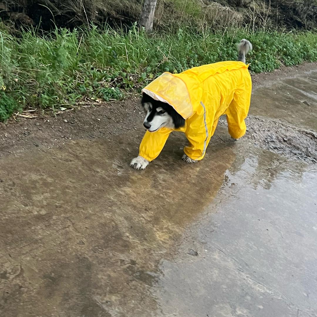 软件开发小刘【1】