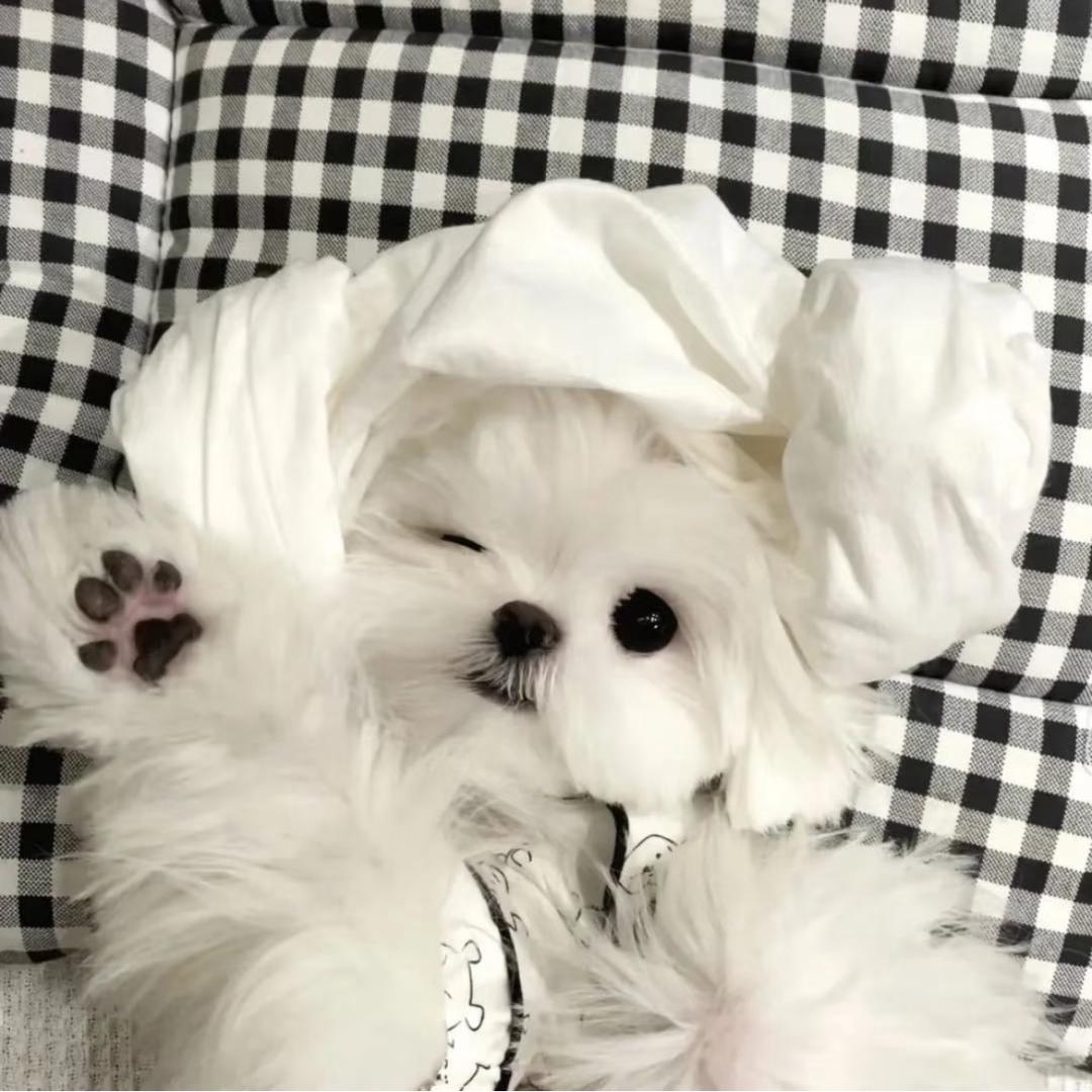 鱼卷不倦🧊