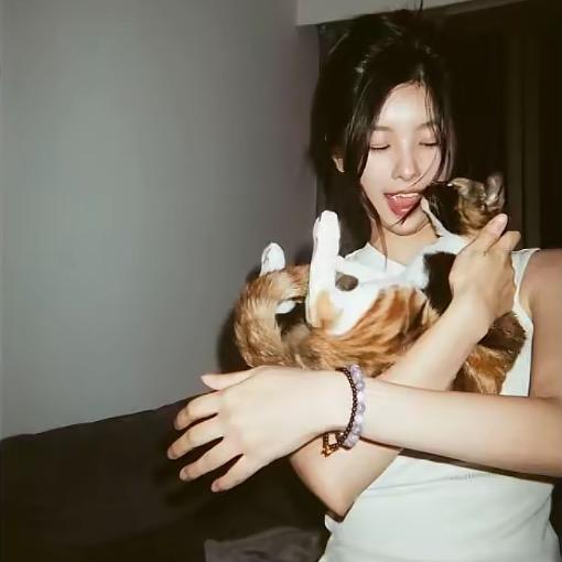 流浪的小猫
