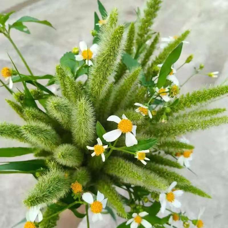 本草传承～小高（1）