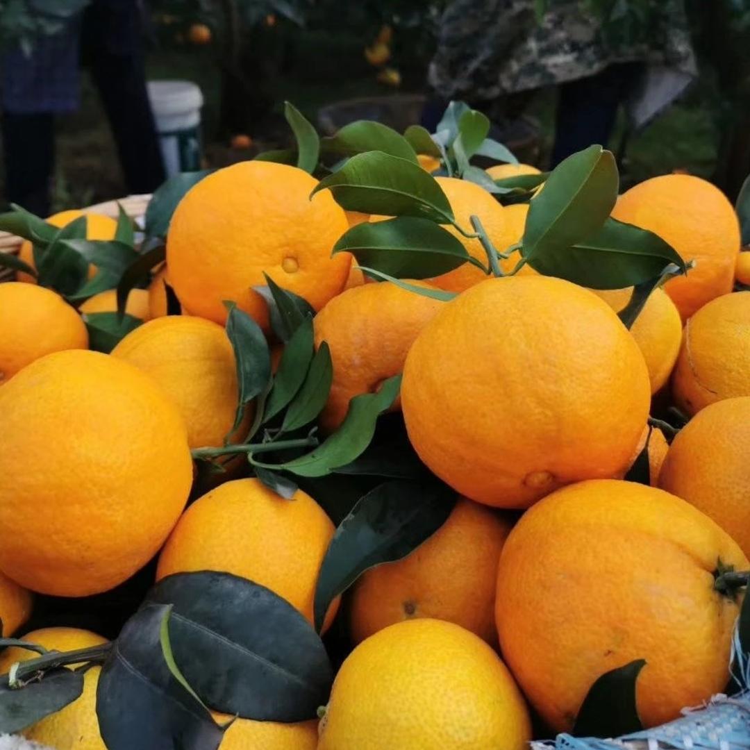 诚品农产品直发