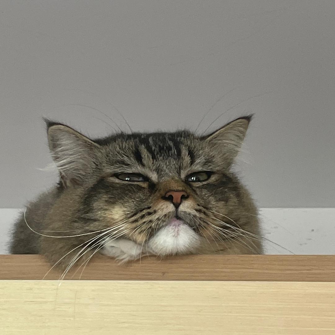 不吃饼，就吃饭