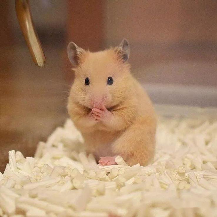 鼠你最萌🐭