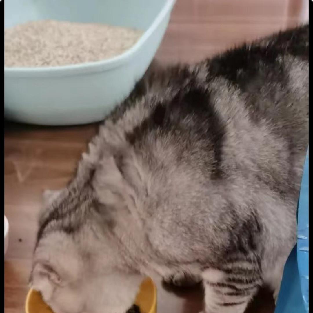 卡布家宠物零食