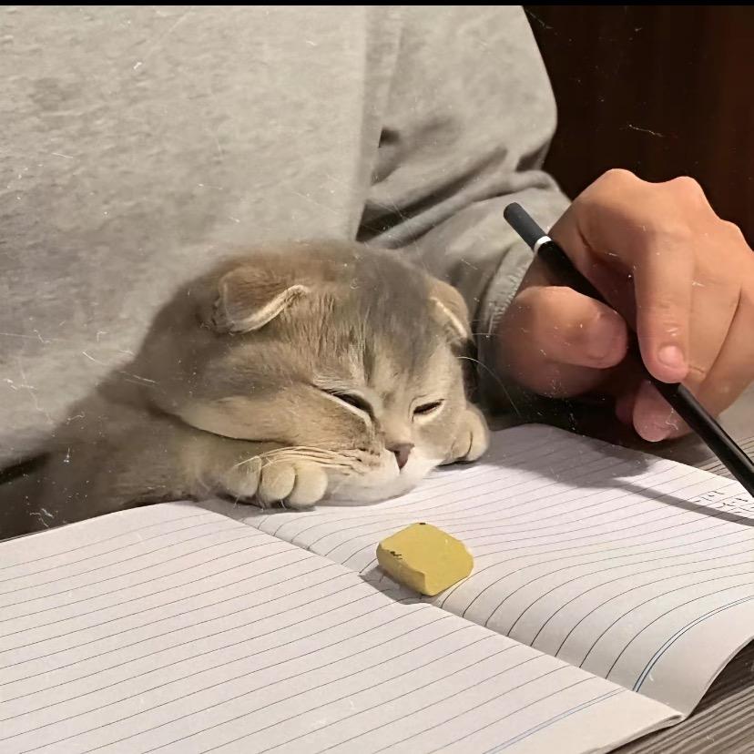 牛油果不爱看书