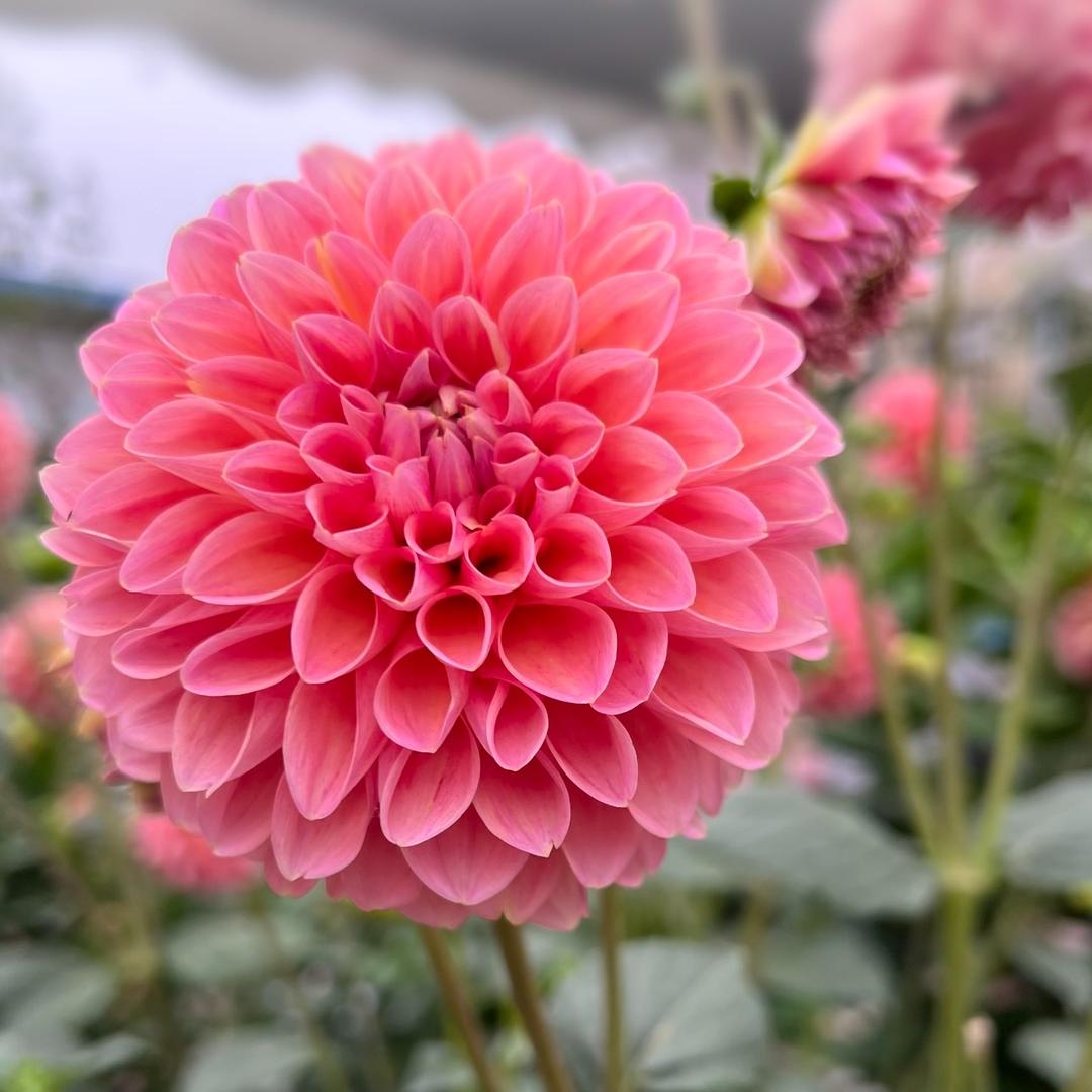 爱养花的Miss Yang