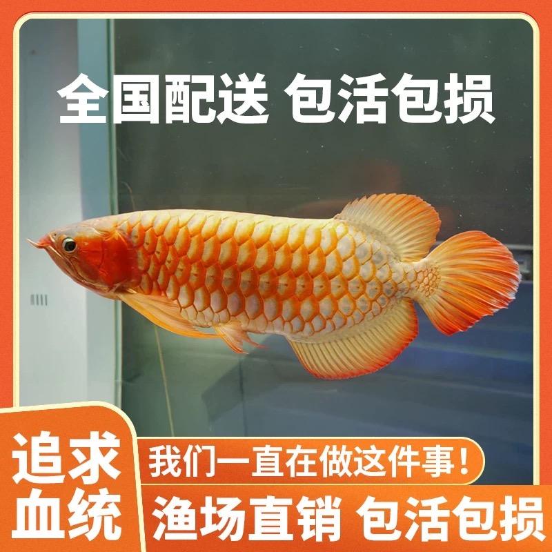 高端龙鱼贸易
