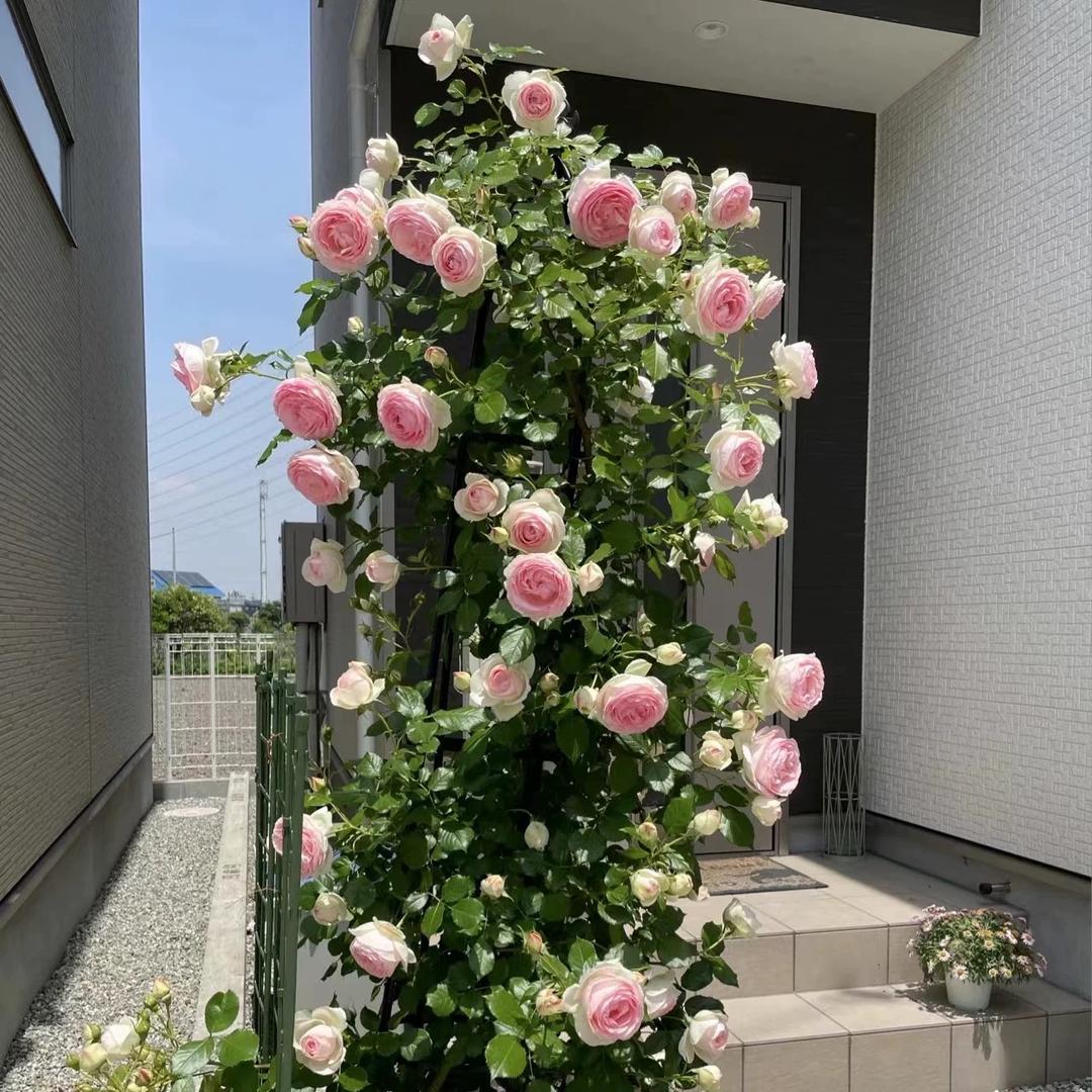 墨青漓月季臻选阁