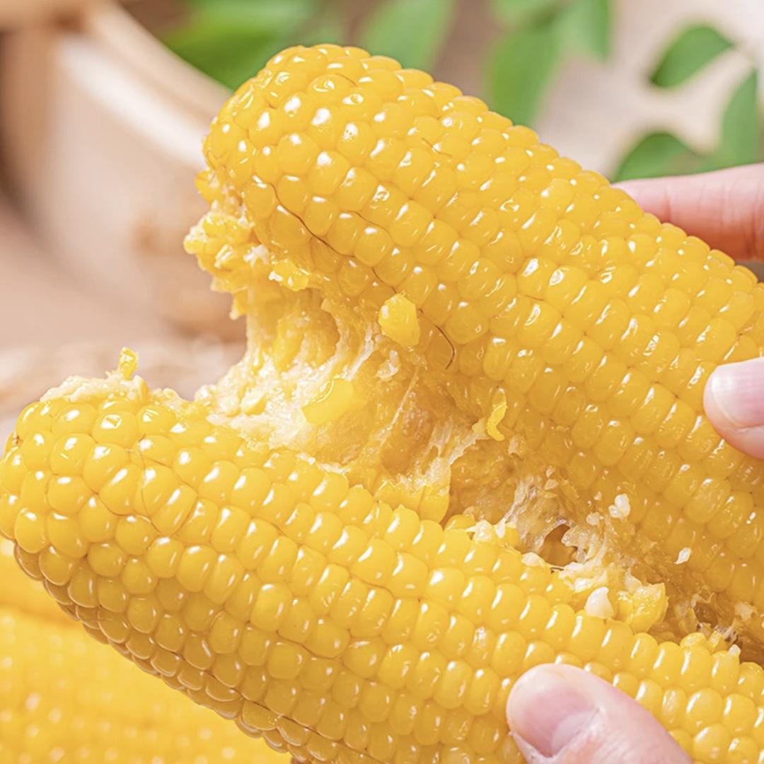 东北黄糯大玉米明天到