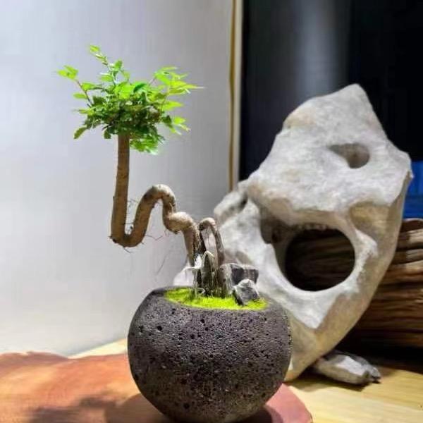 火山石花盆米粒