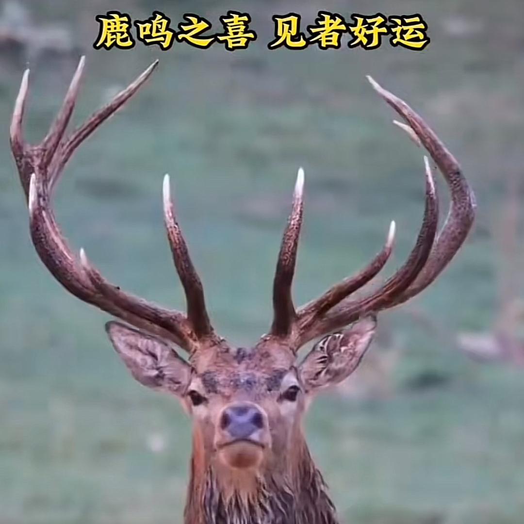 周粉良131319