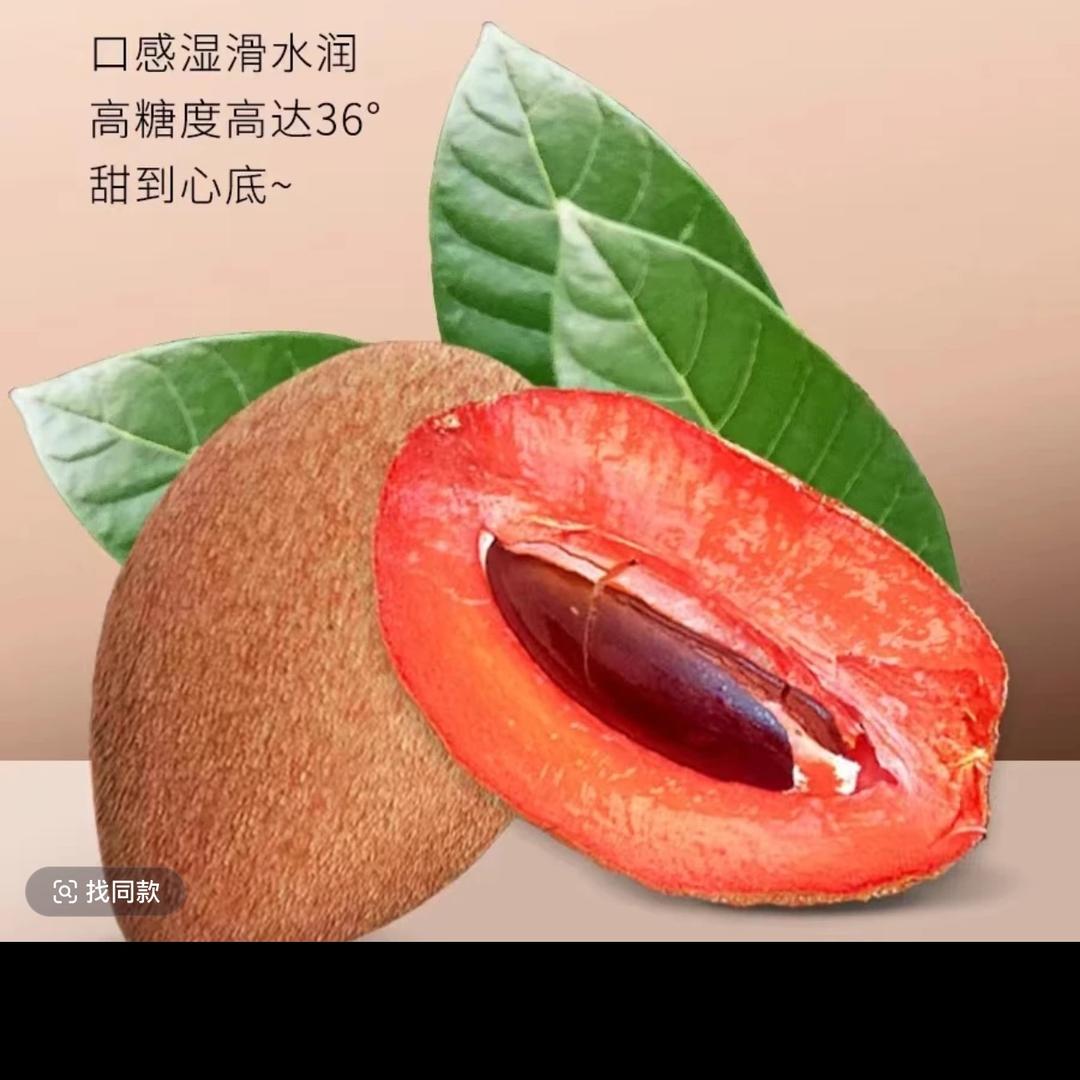 天琴鸟