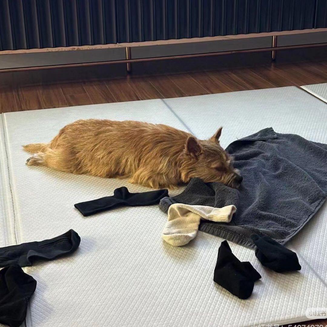 藏在银河的小熊.