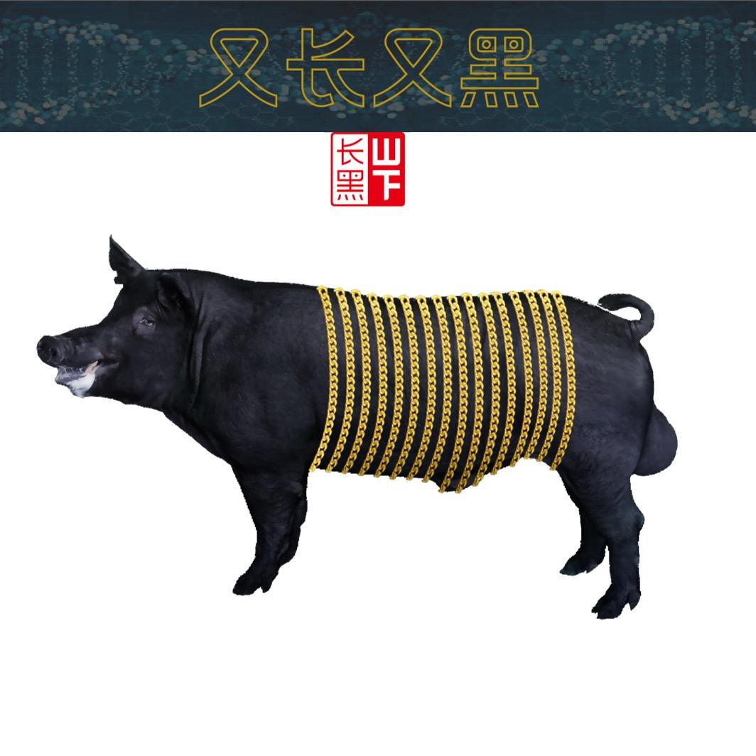 山下长黑-黑猪原种公猪精液